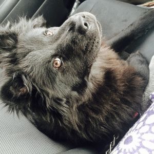 Meet your Posher, Rodney